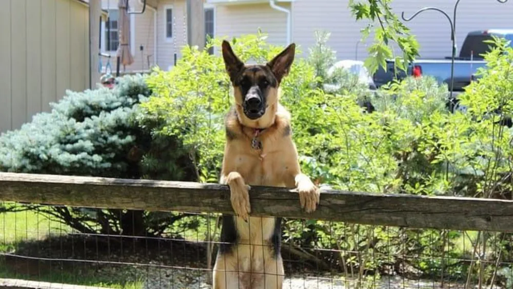 Can a Dog Jump a 4-Foot Fence?