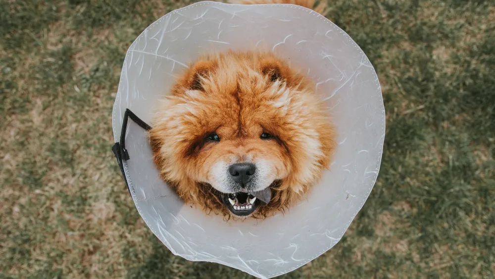 Teacup Chow Chow