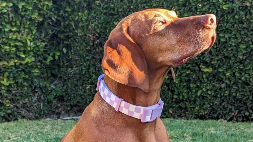 LAVENDER DOG COLLAR