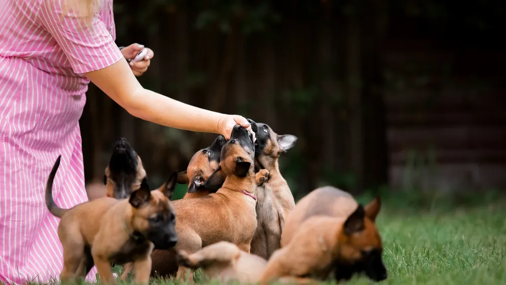 German Shepherd Puppies