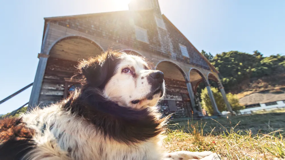 Top St. Bernard Names