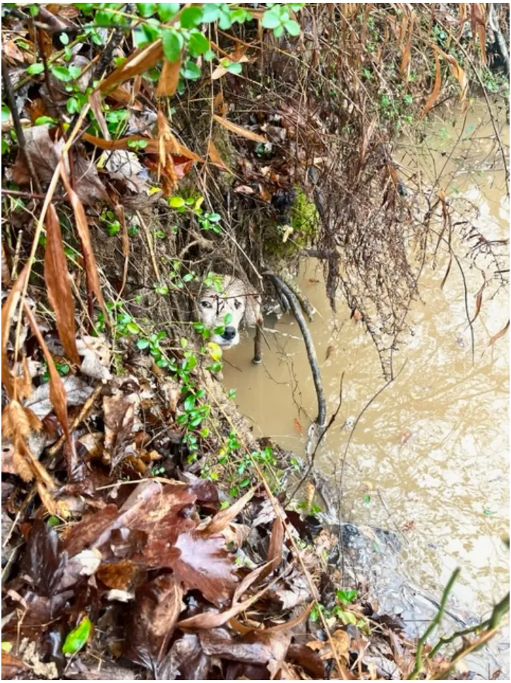 Fi in the News: Noodling for Dogfish