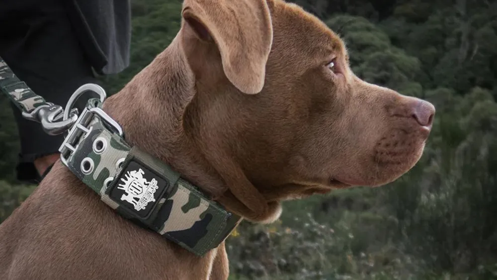 Heavy Duty Dog Collars