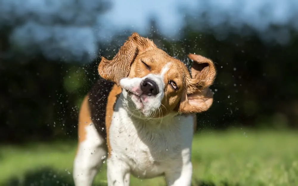 Influence of Breed on Shaking Behavior