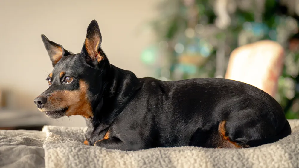 Can Miniature Pinschers Be Left Alone