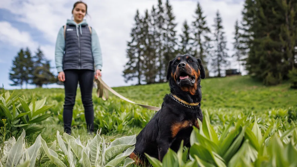 ROTTWEILER GROWTH TIMELINE