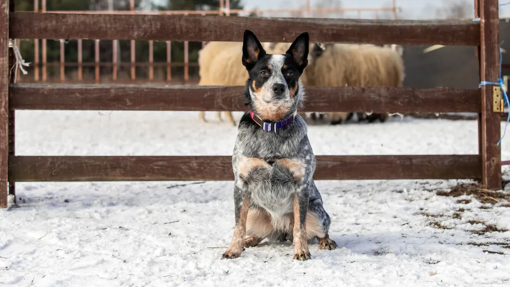 Top Blue Heeler Names