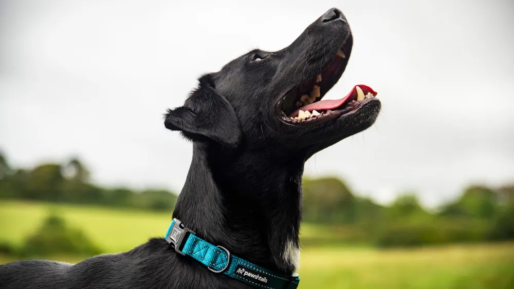 Teal Dog Collar