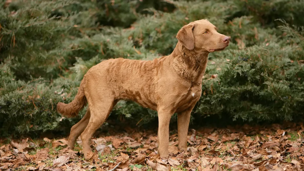 Chesapeake Bay Retriever Price