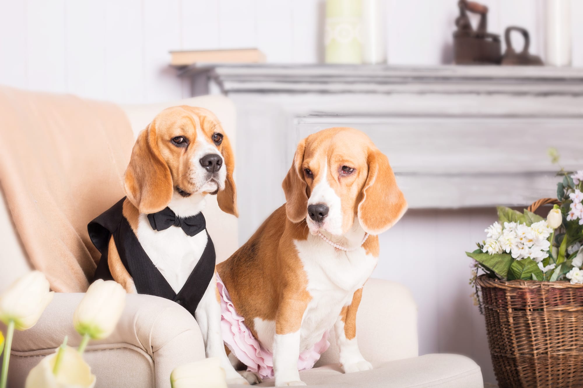 Dogs and Divorce