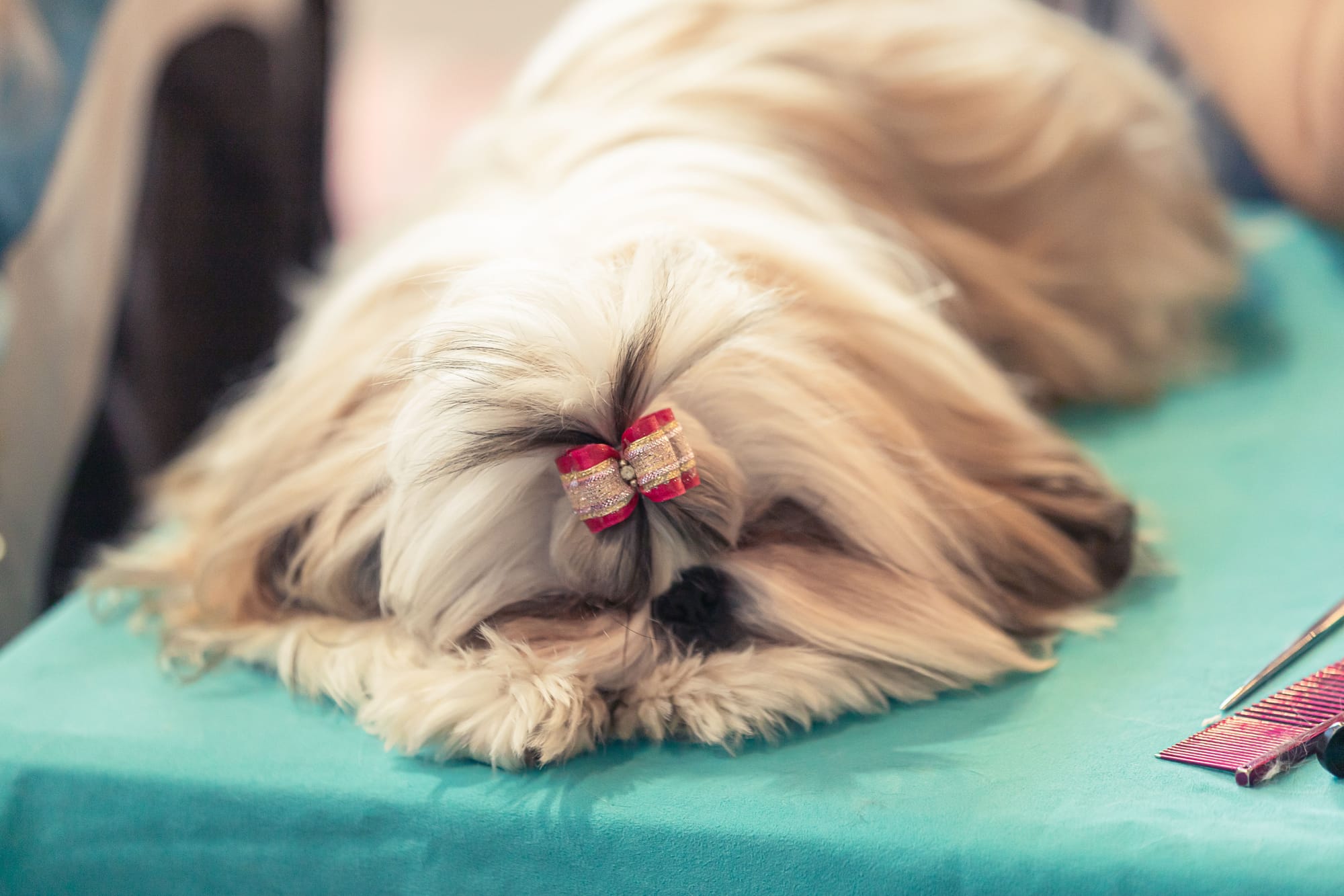 Shih Tzu Skin Problems