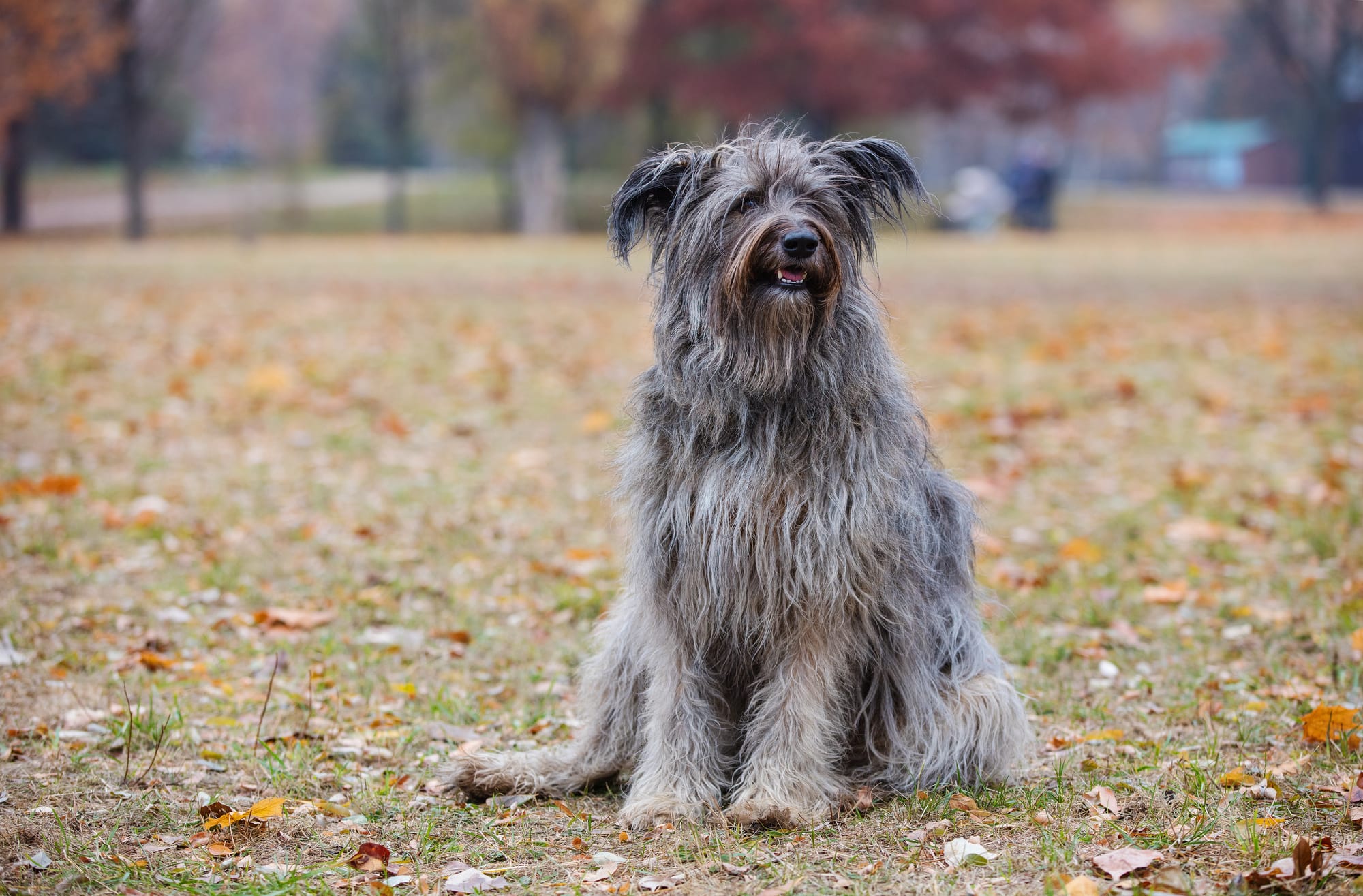 Dogs with Crazy Hair