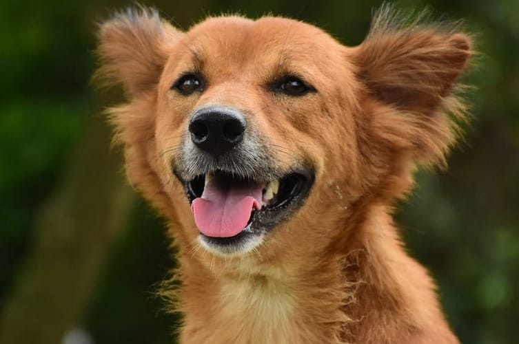 Brown Dog Names