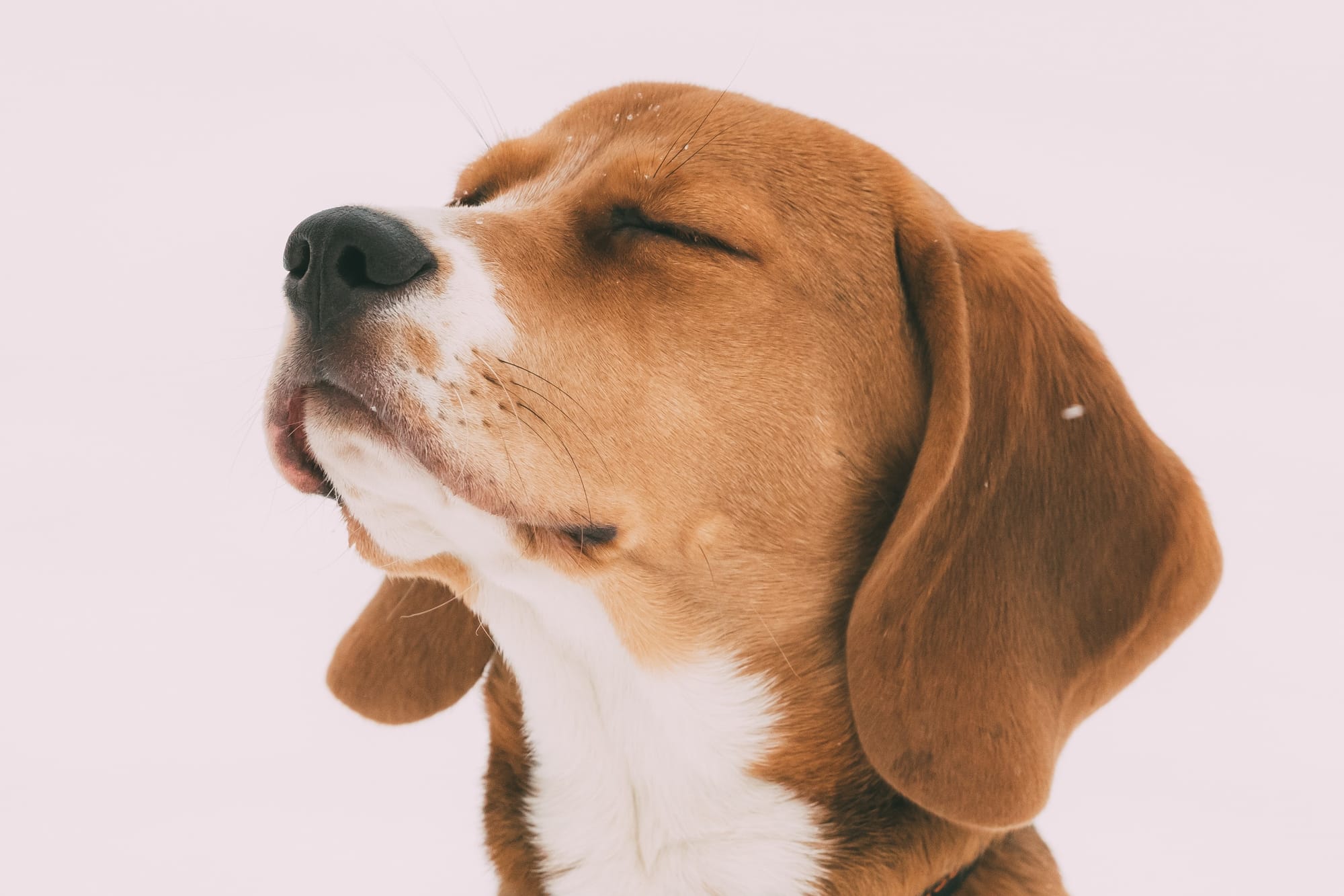 Why Is My Dog Breathing So Fast