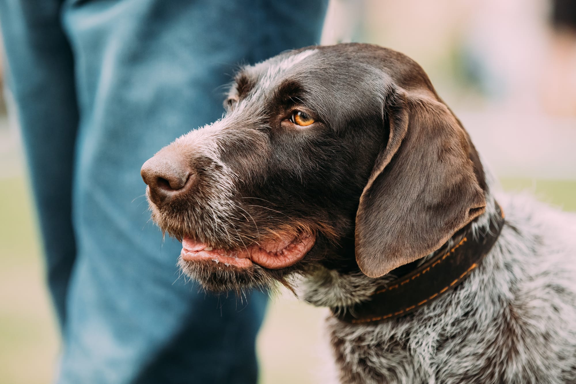 German Hunting Dog Breeds