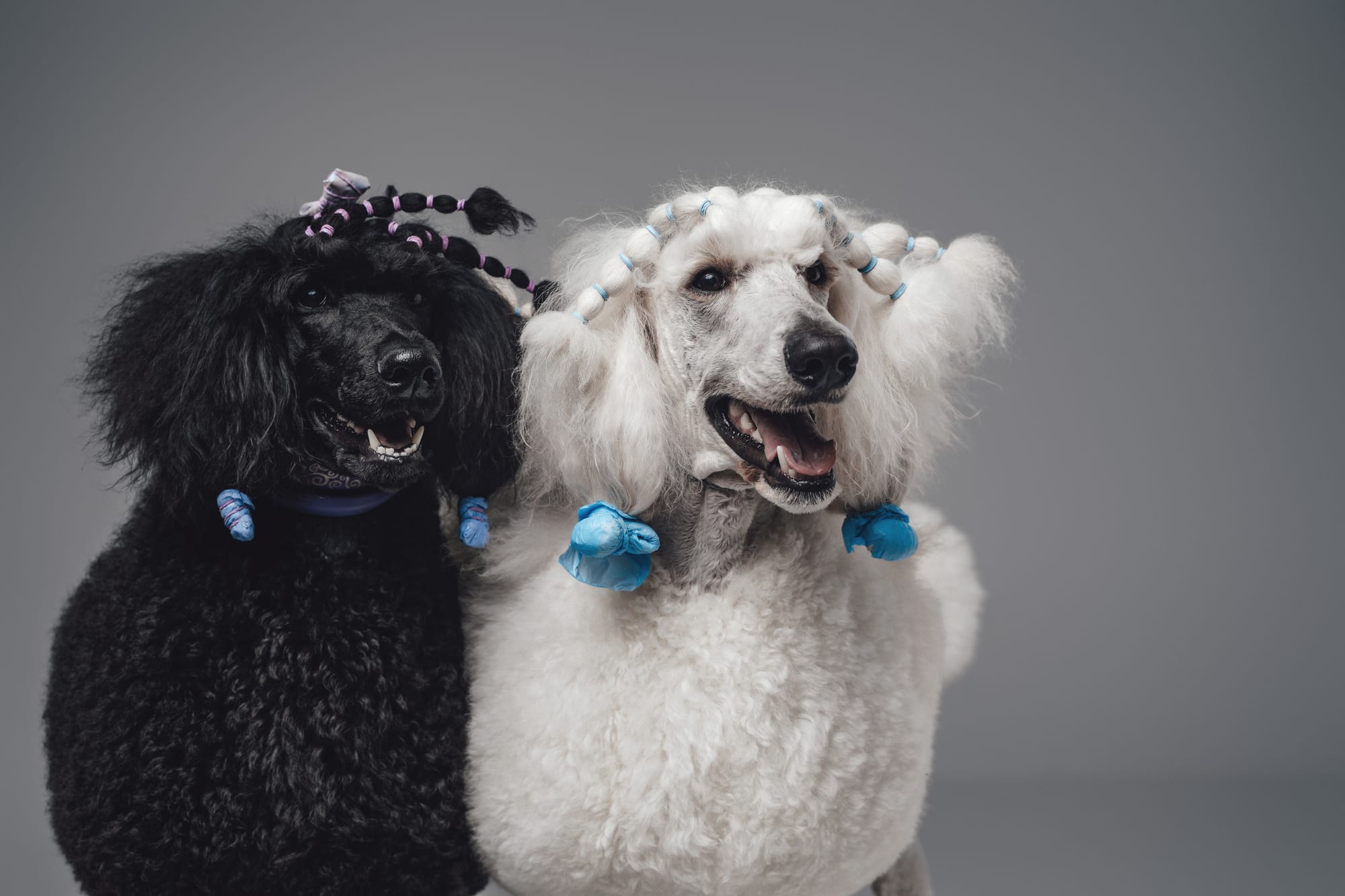 Funny Dog Names