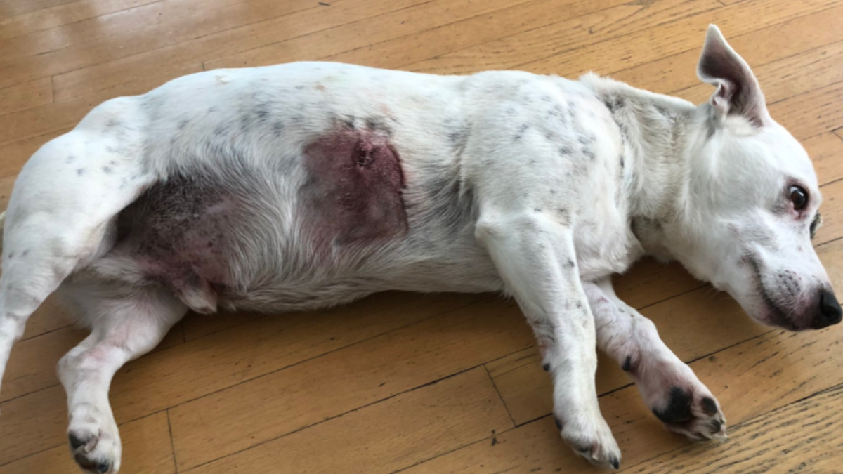 Signs of a Coyote Attack