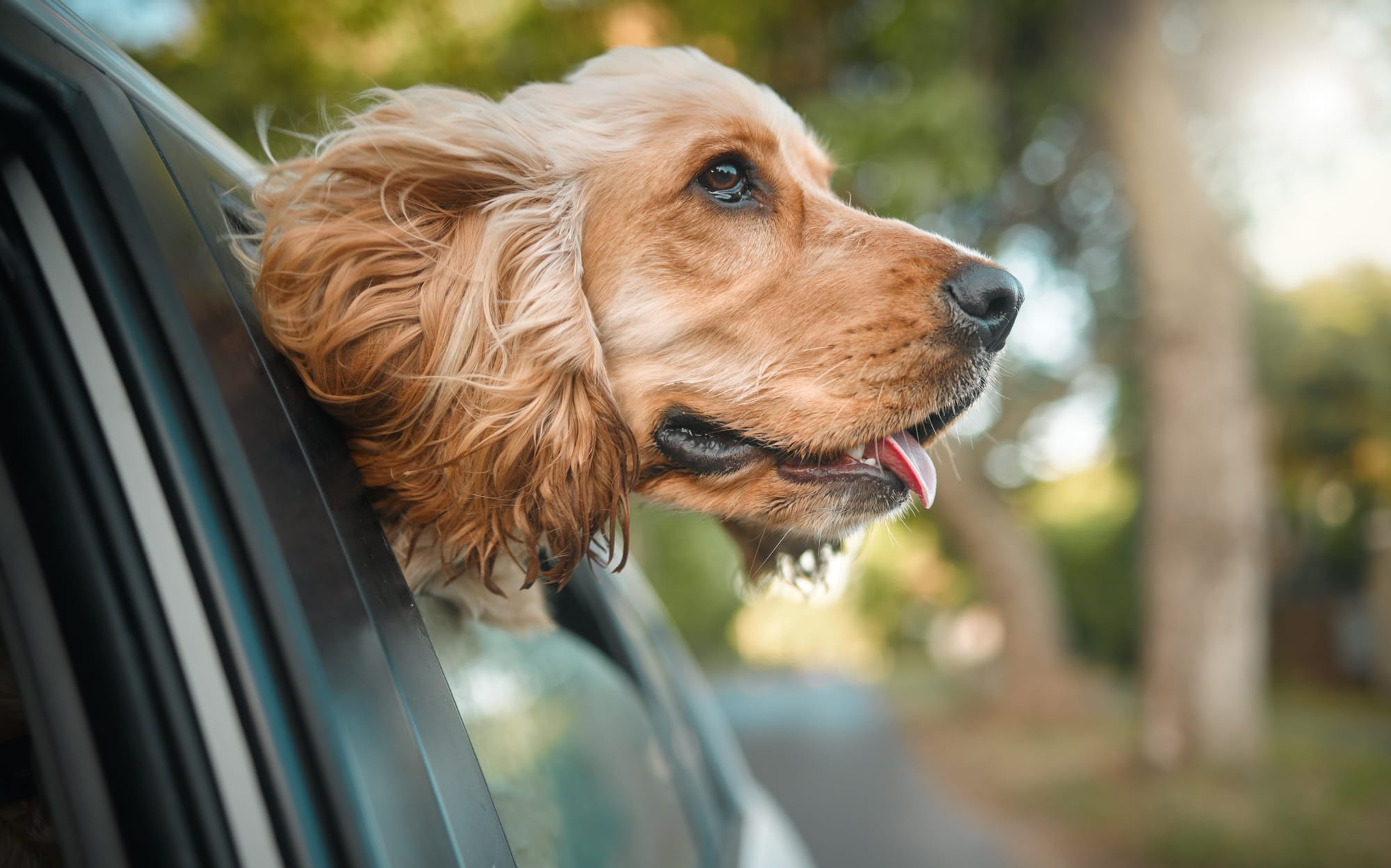 Why Do Dogs Like Sticking Their Head Out of the Car Window?
