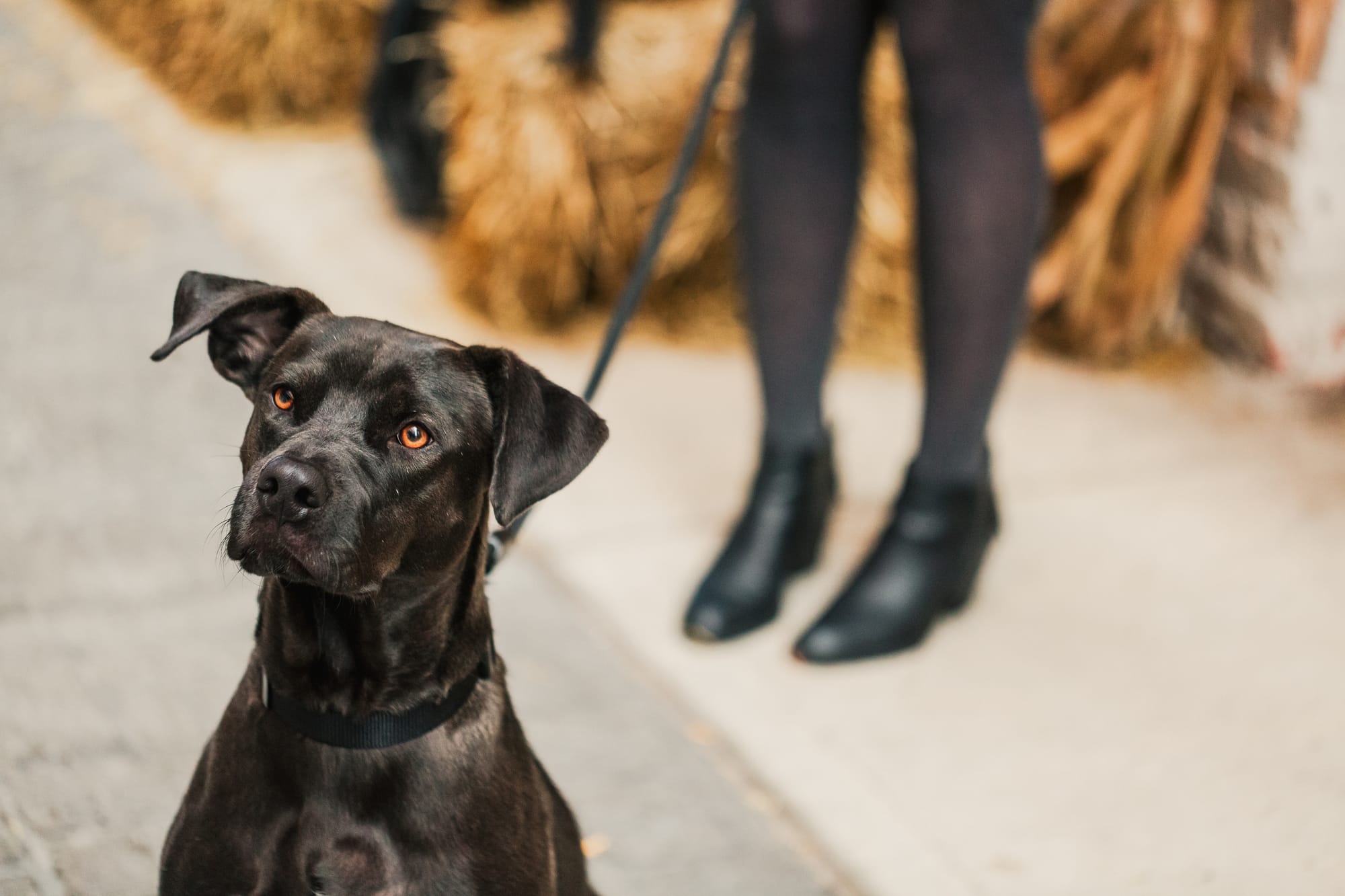 Black Dog Names
