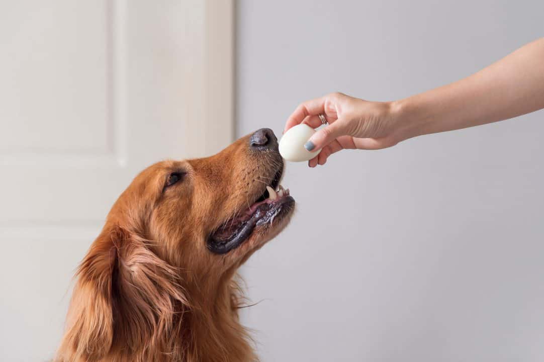 Can Dogs Have Hard Boiled Eggs?
