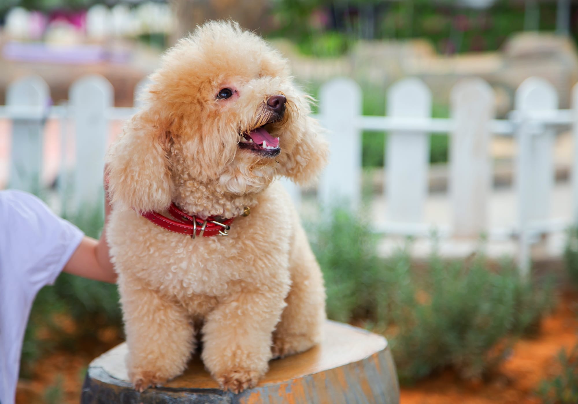 Standard Poodle Weight