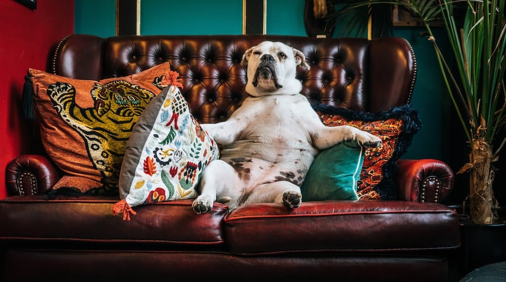 Dog Sitting Like Human