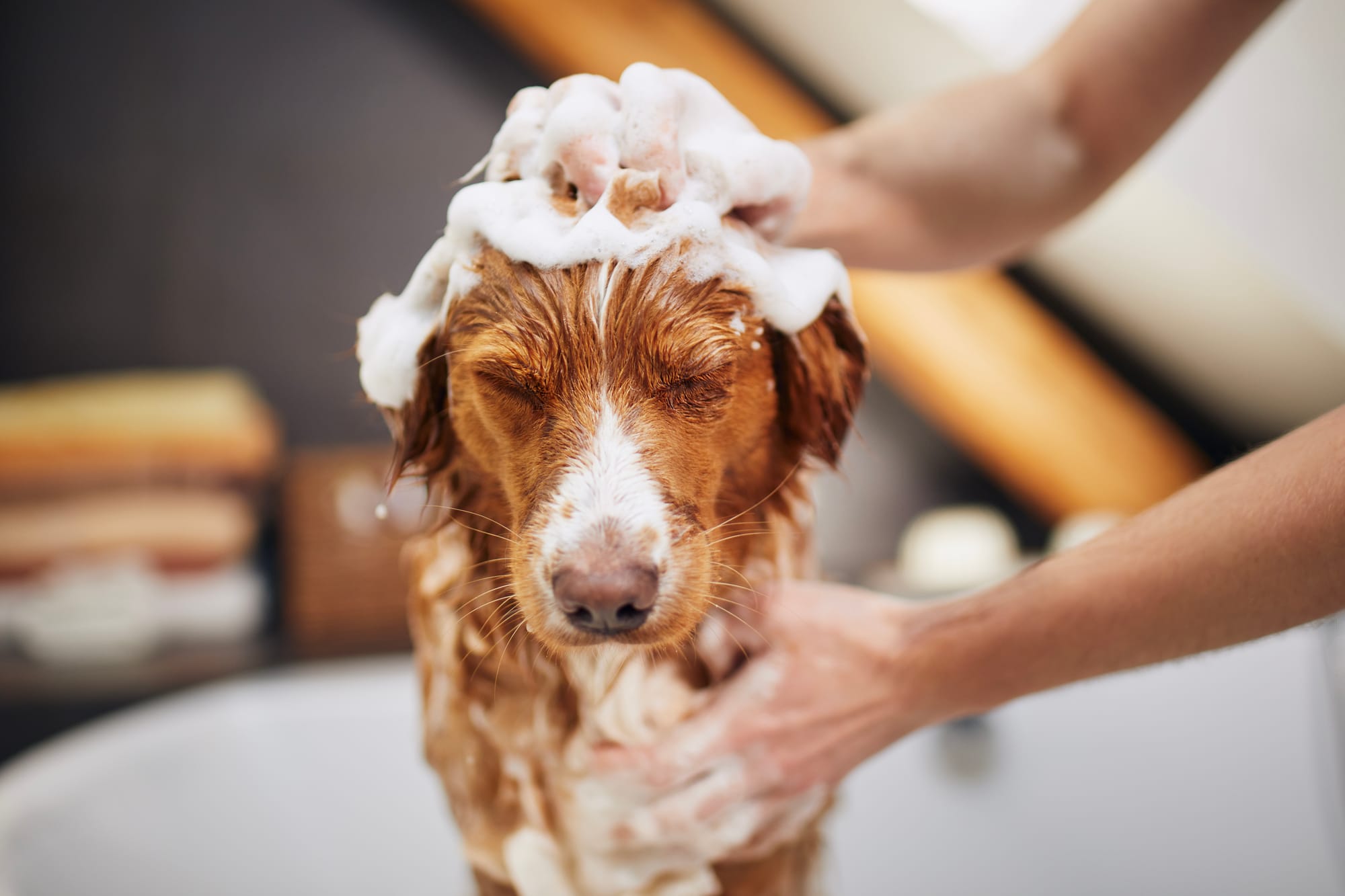 Best Dog Shampoos for Sensitive & Itchy Skin