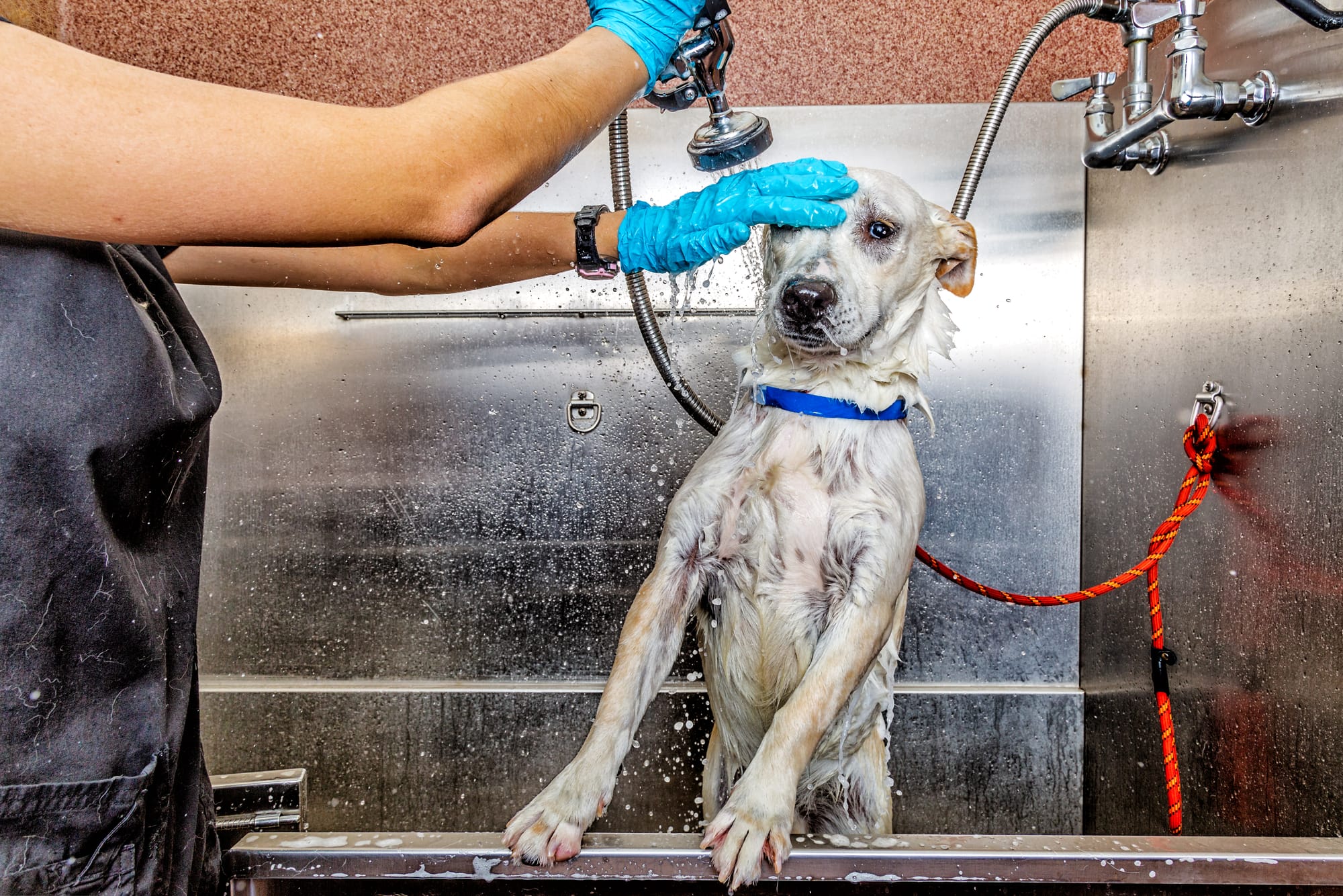 How to Get Sap Out of Dog's Fur