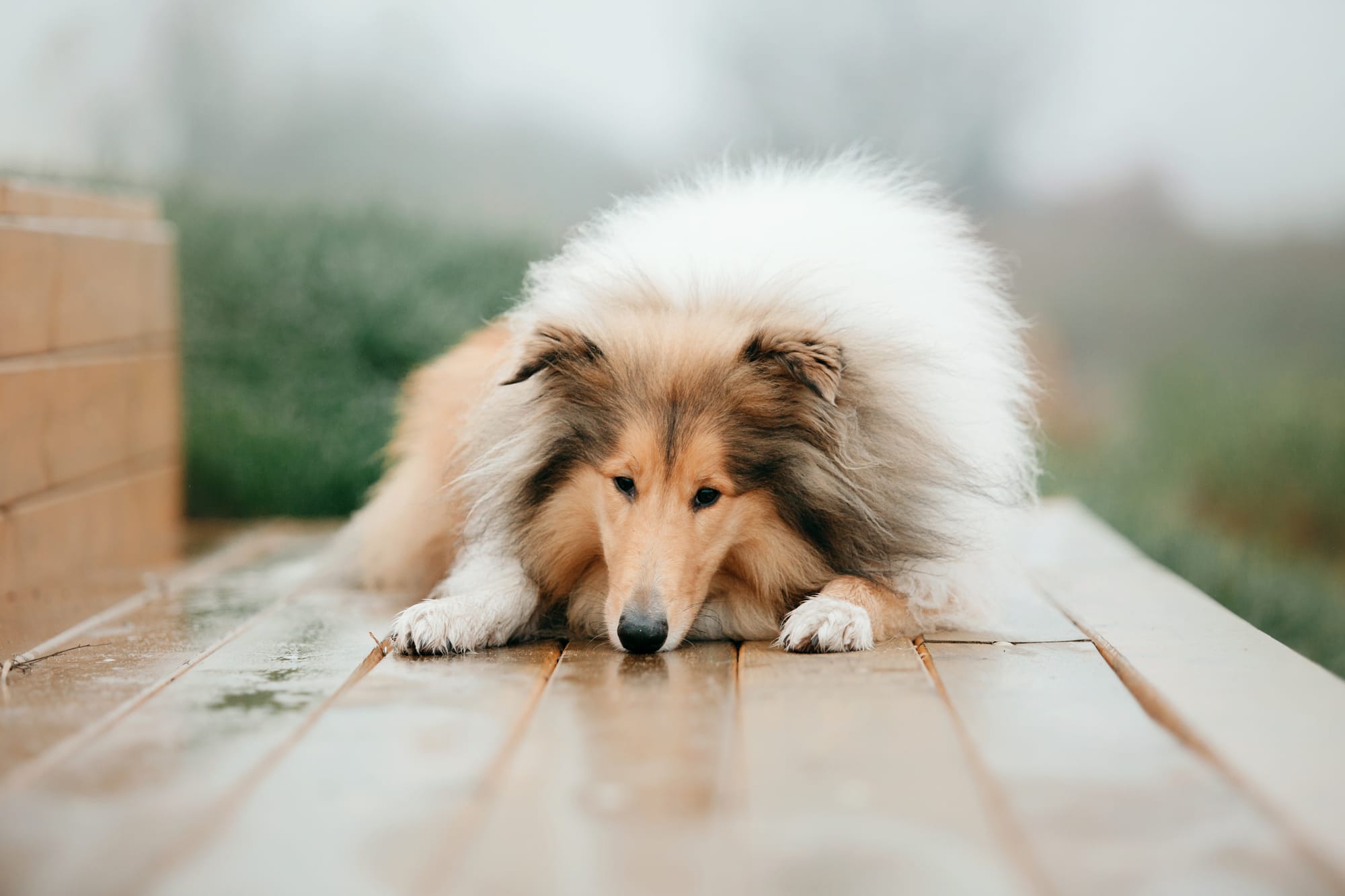 How Long Do Collies Live