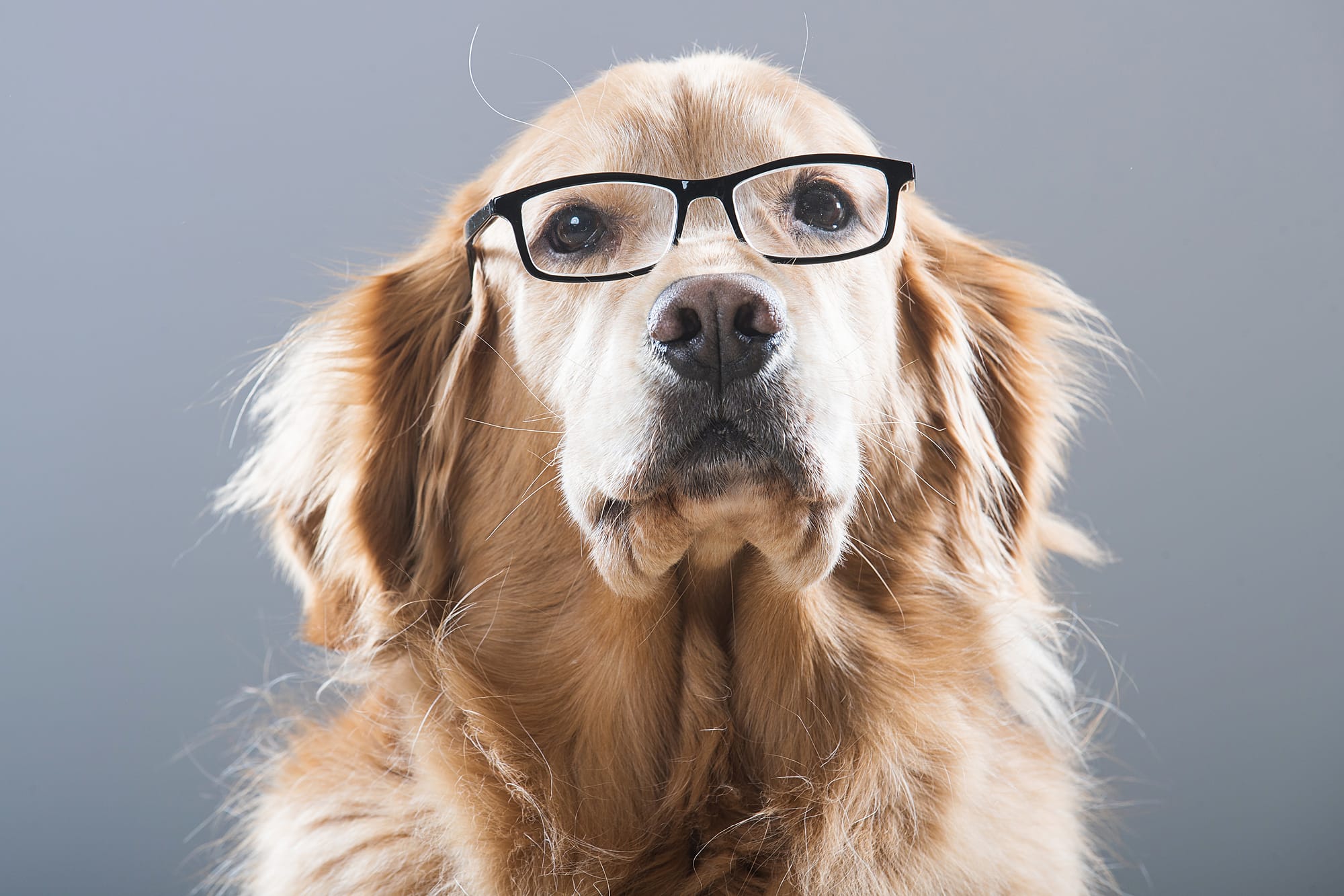 Dog Breeds with Poor Eyesight
