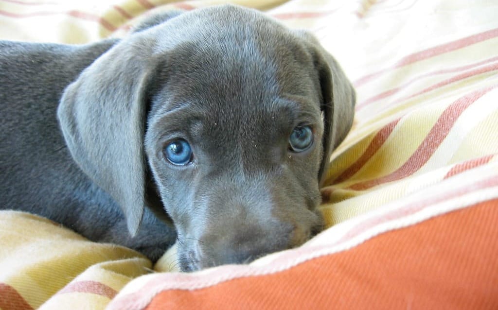 Grey Dog Names