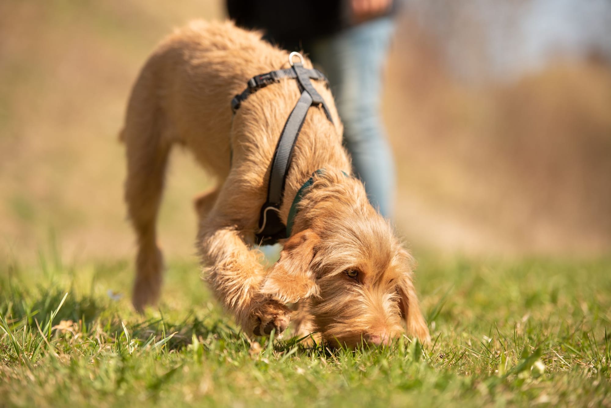 Do Airedale Terriers Smell?
