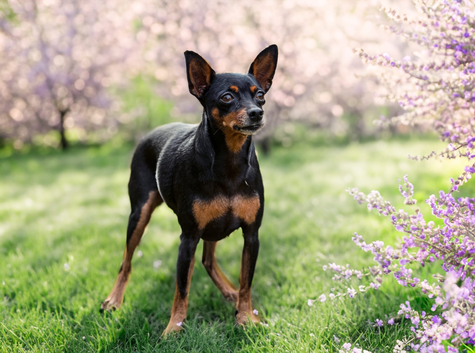 Do Miniature Pinschers Shed