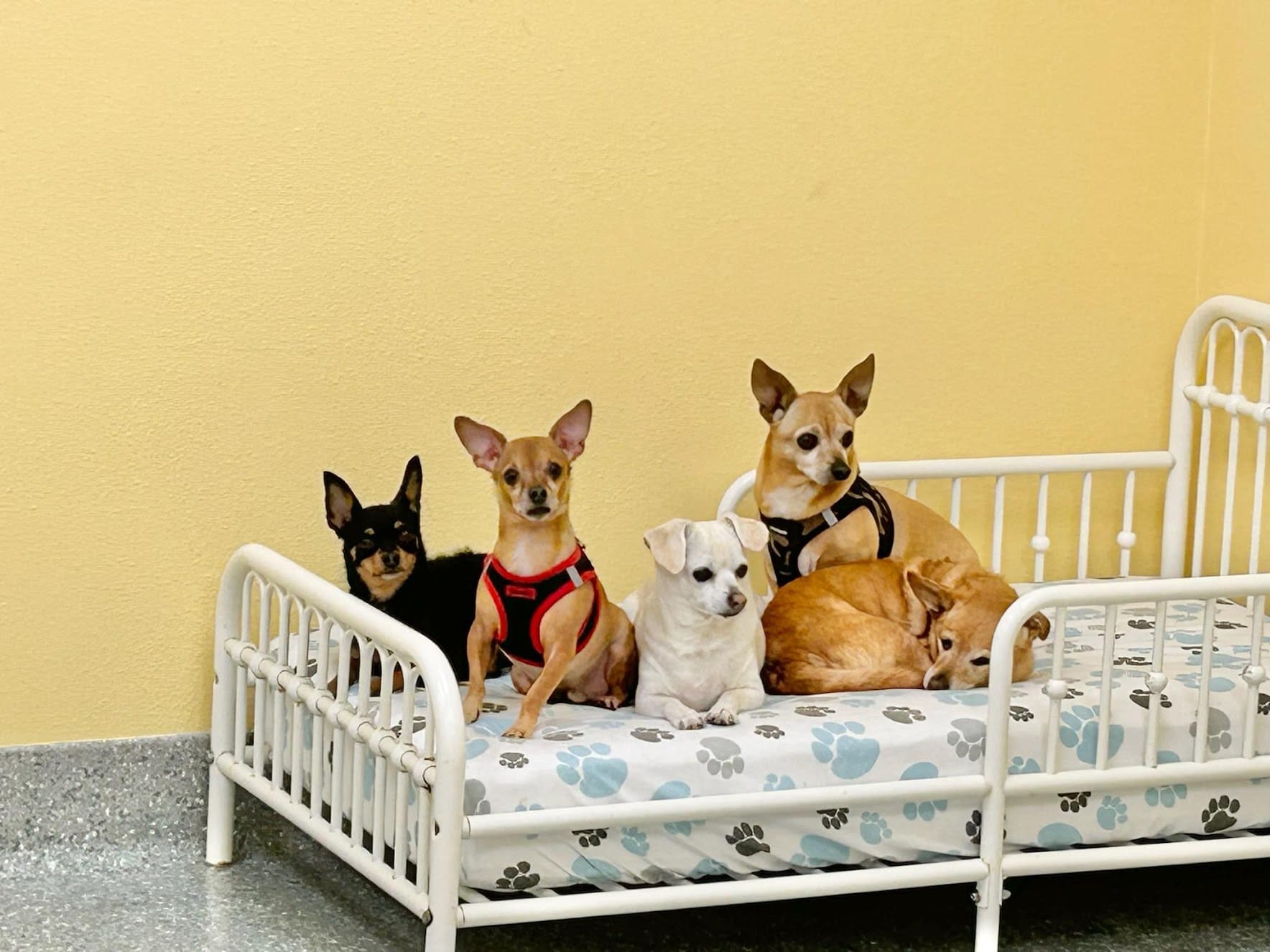 Rescue Spotlight: Muttly Crew Inc