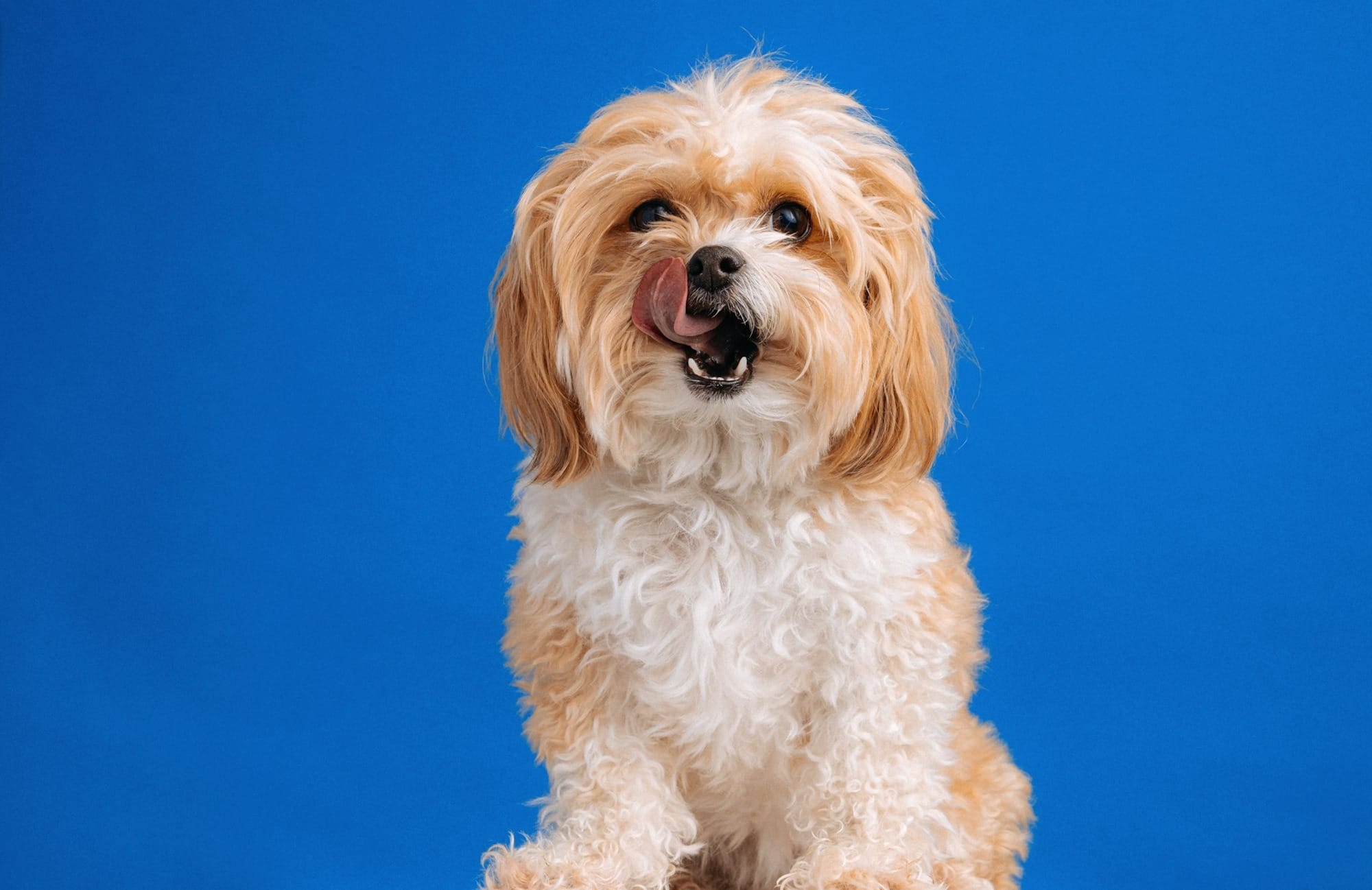 Why Do Yorkies Lick So Much?