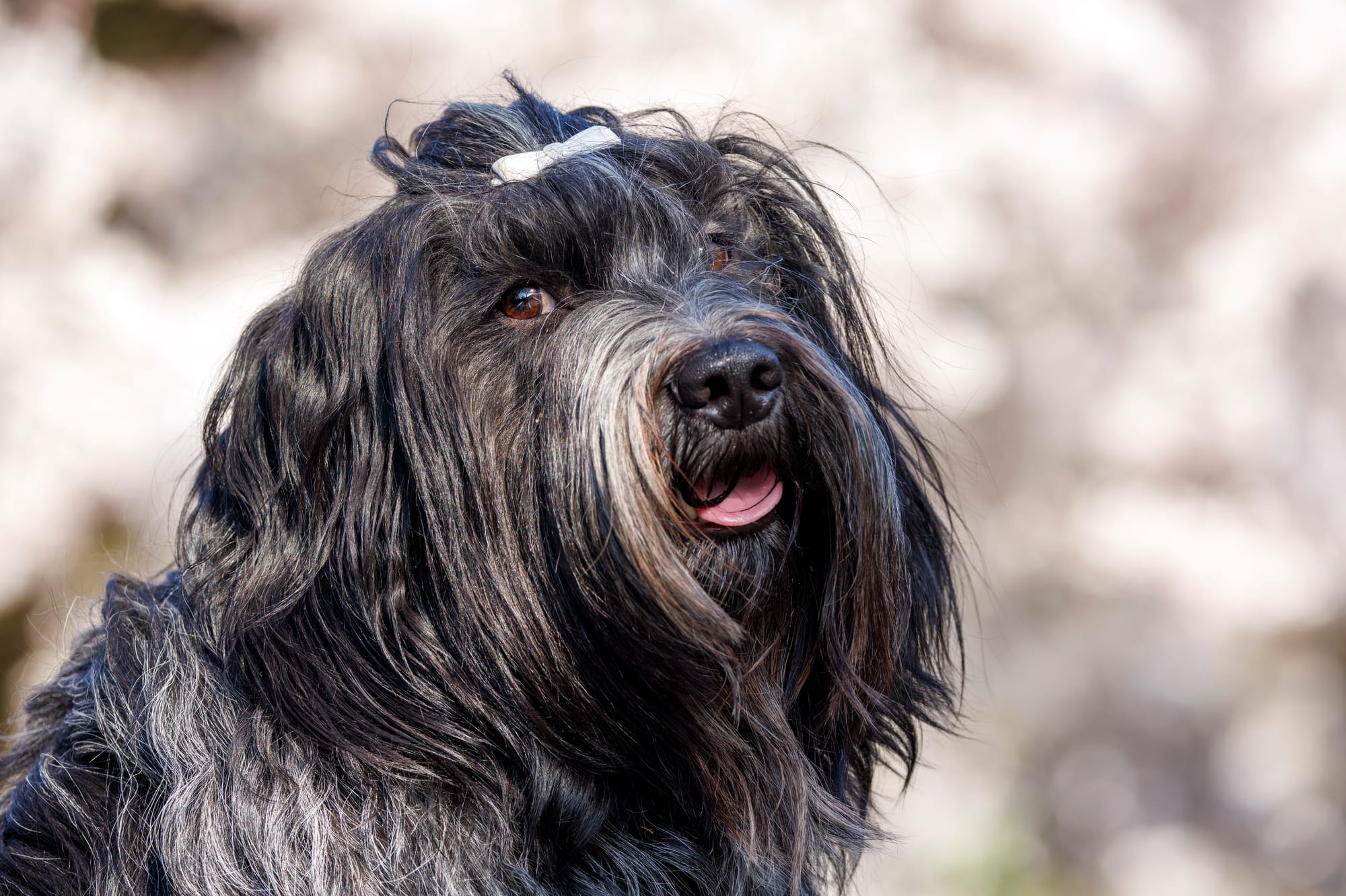 Hungarian Dog Names
