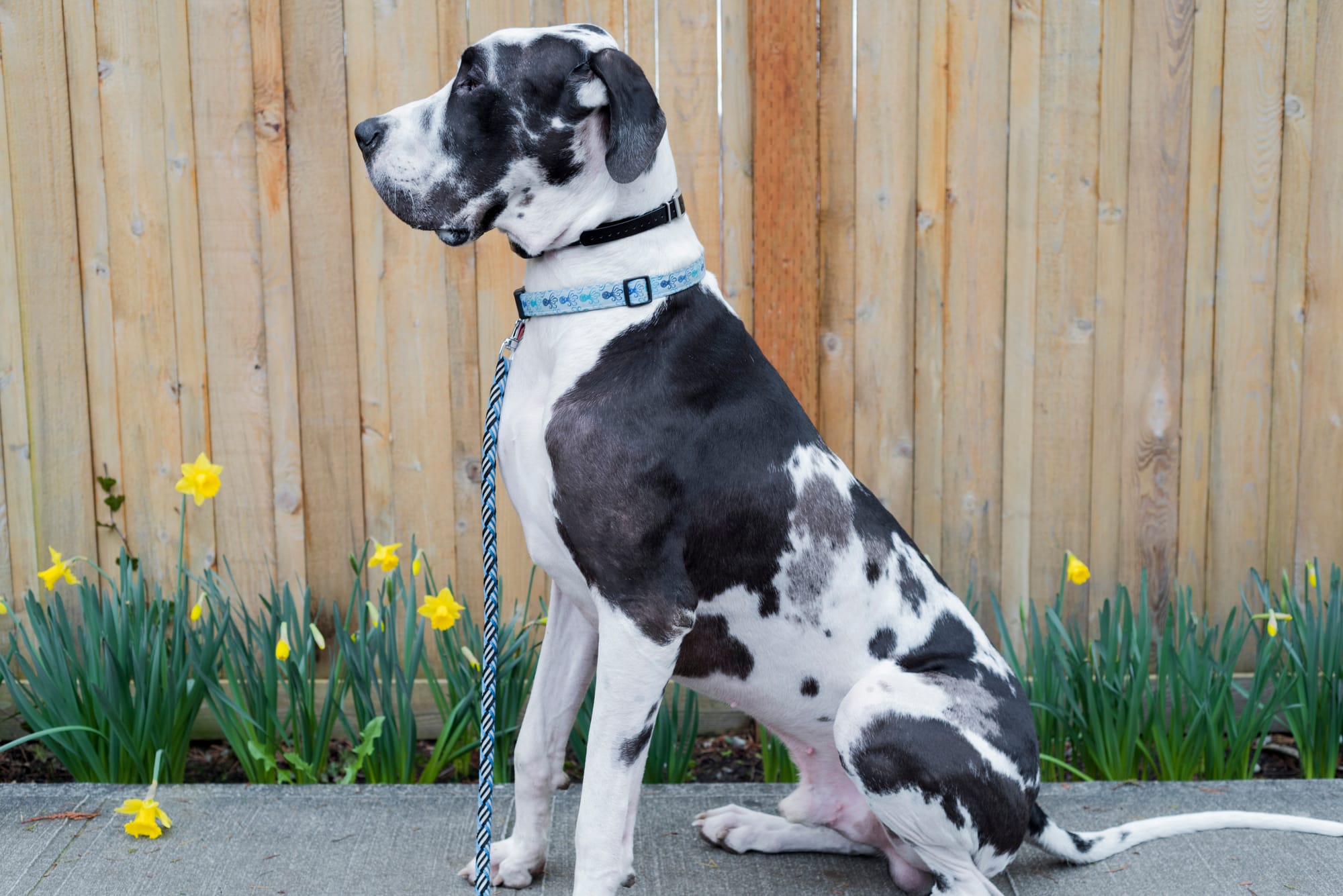 Great Dane Pitbull Mix