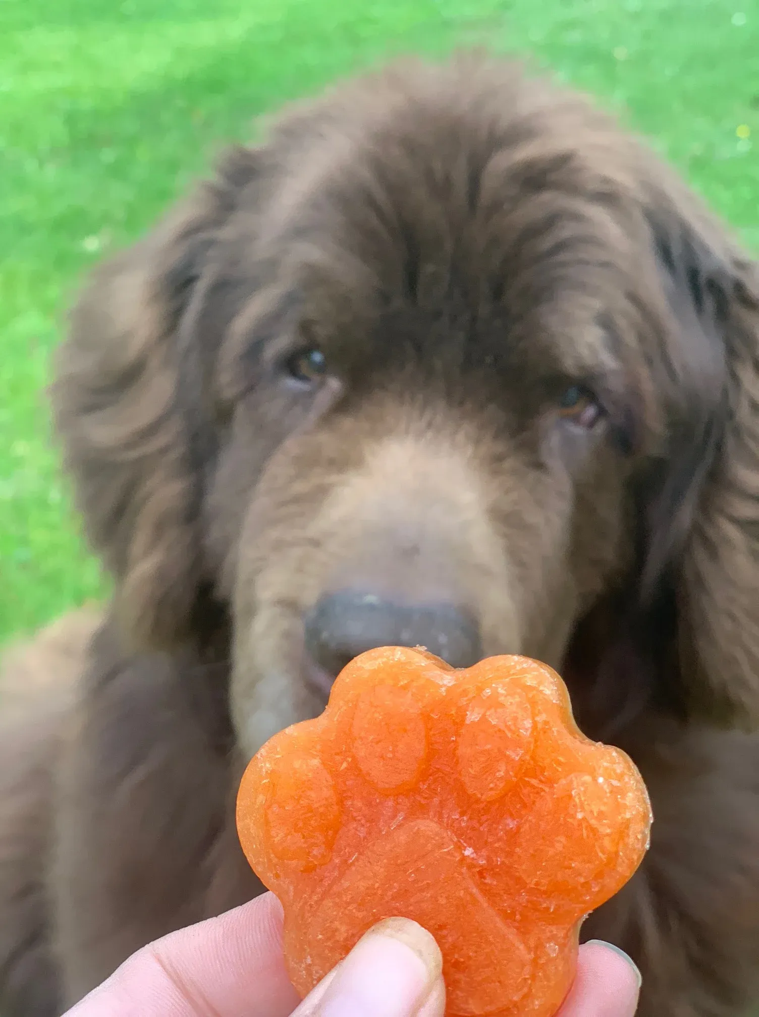 TROPICAL PAPAYA DOG TREAT RECIPES