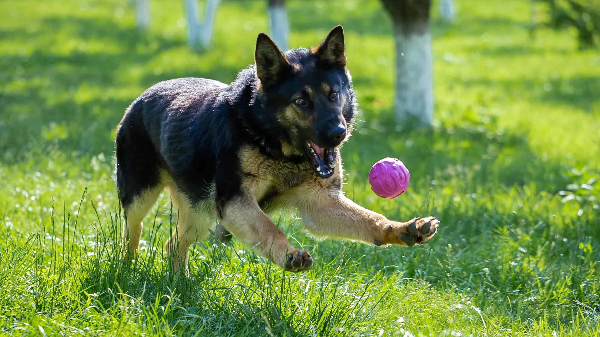 Top Toys for Energetic German Shepherds