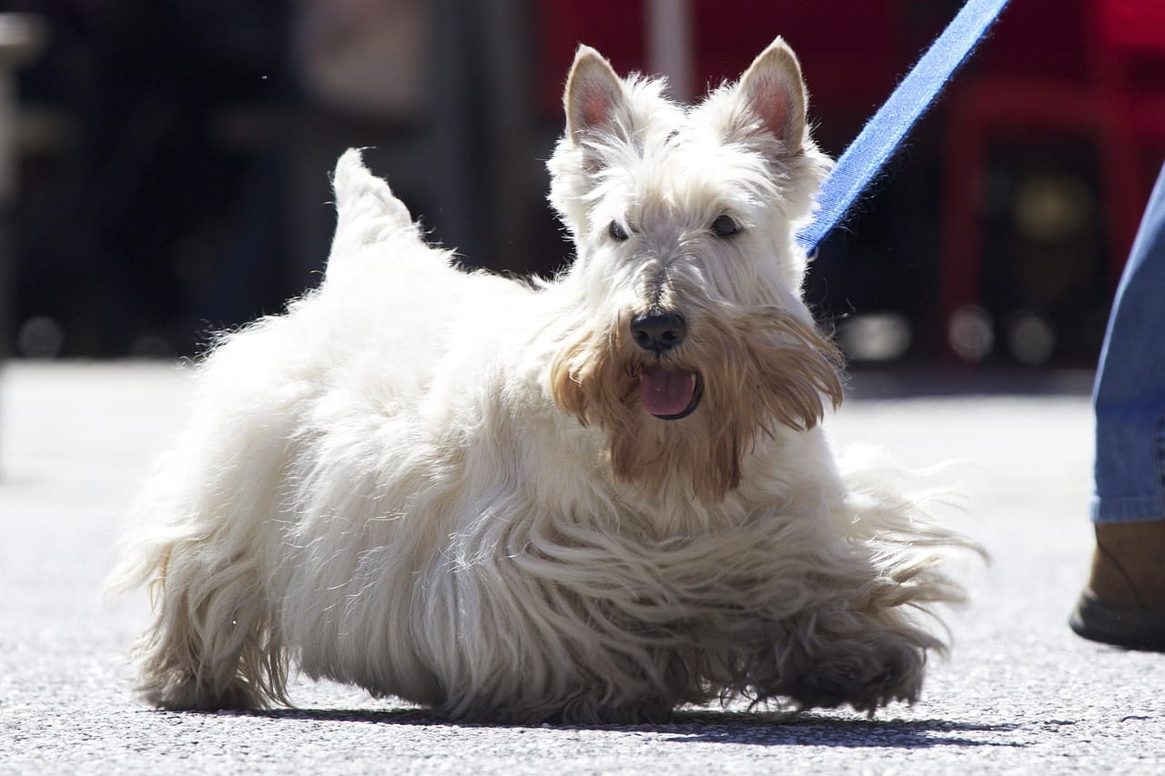 Scottish Dog Names