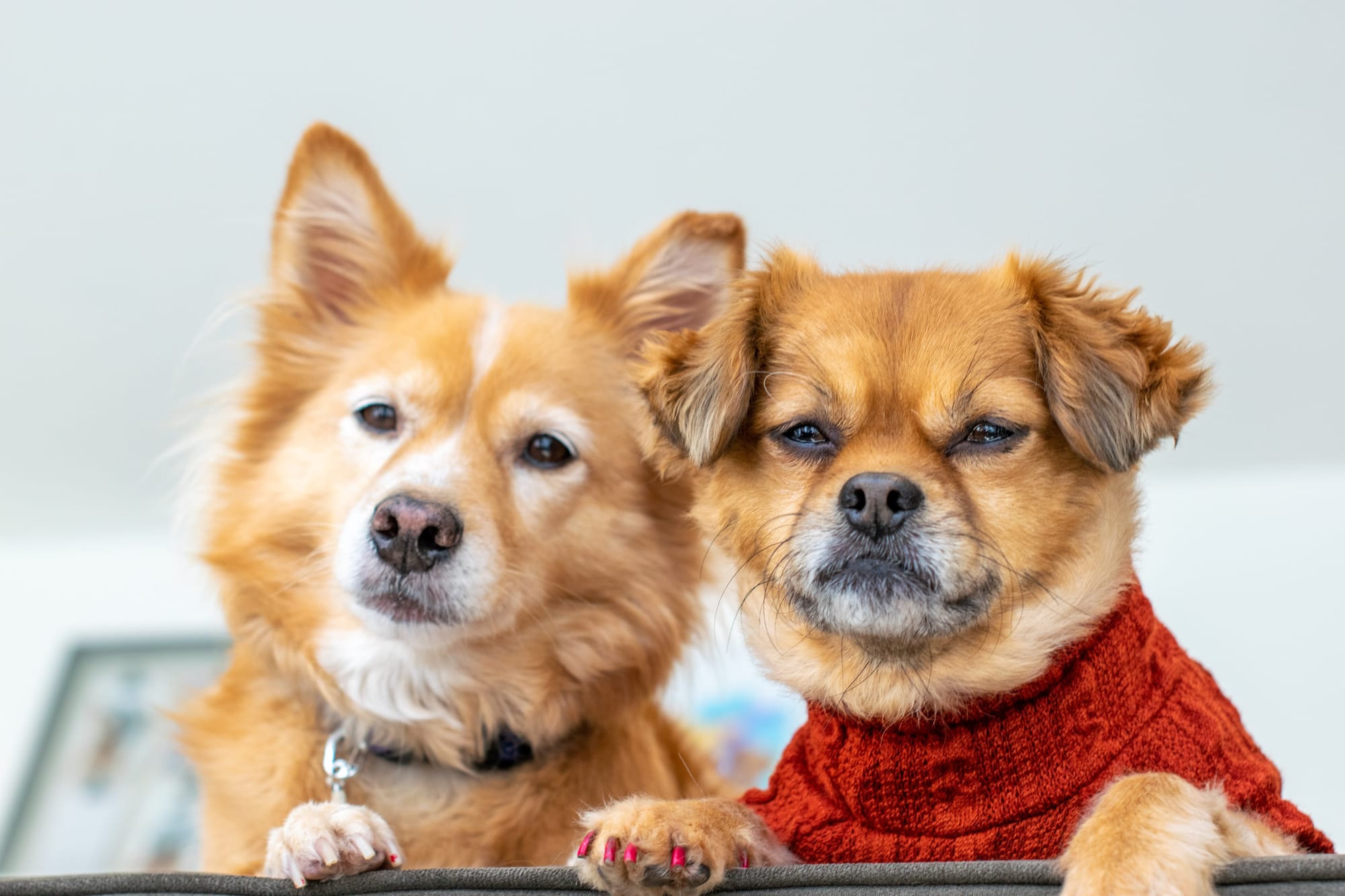 Why Do We Find Dogs Cute