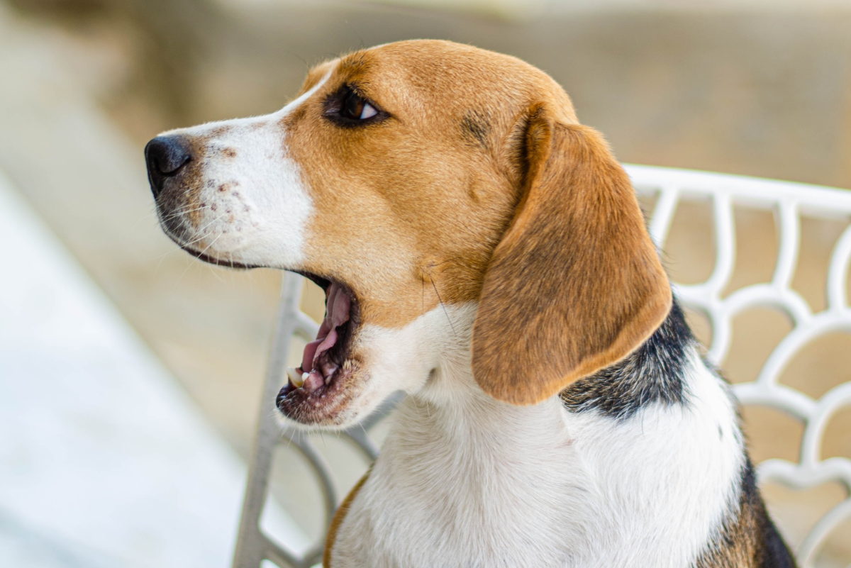 Dog Burps After Eating
