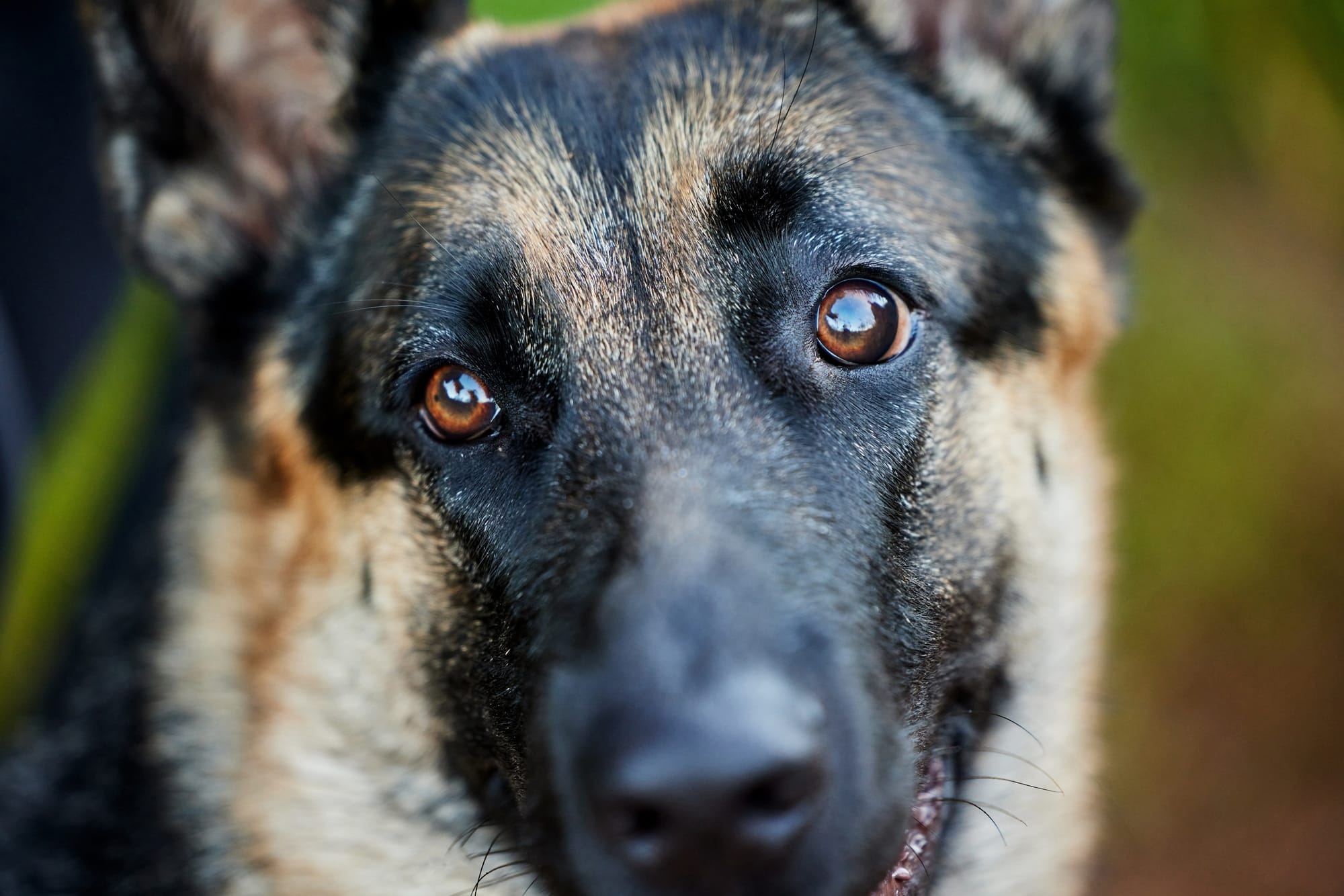 German Shepherd Eye Problems