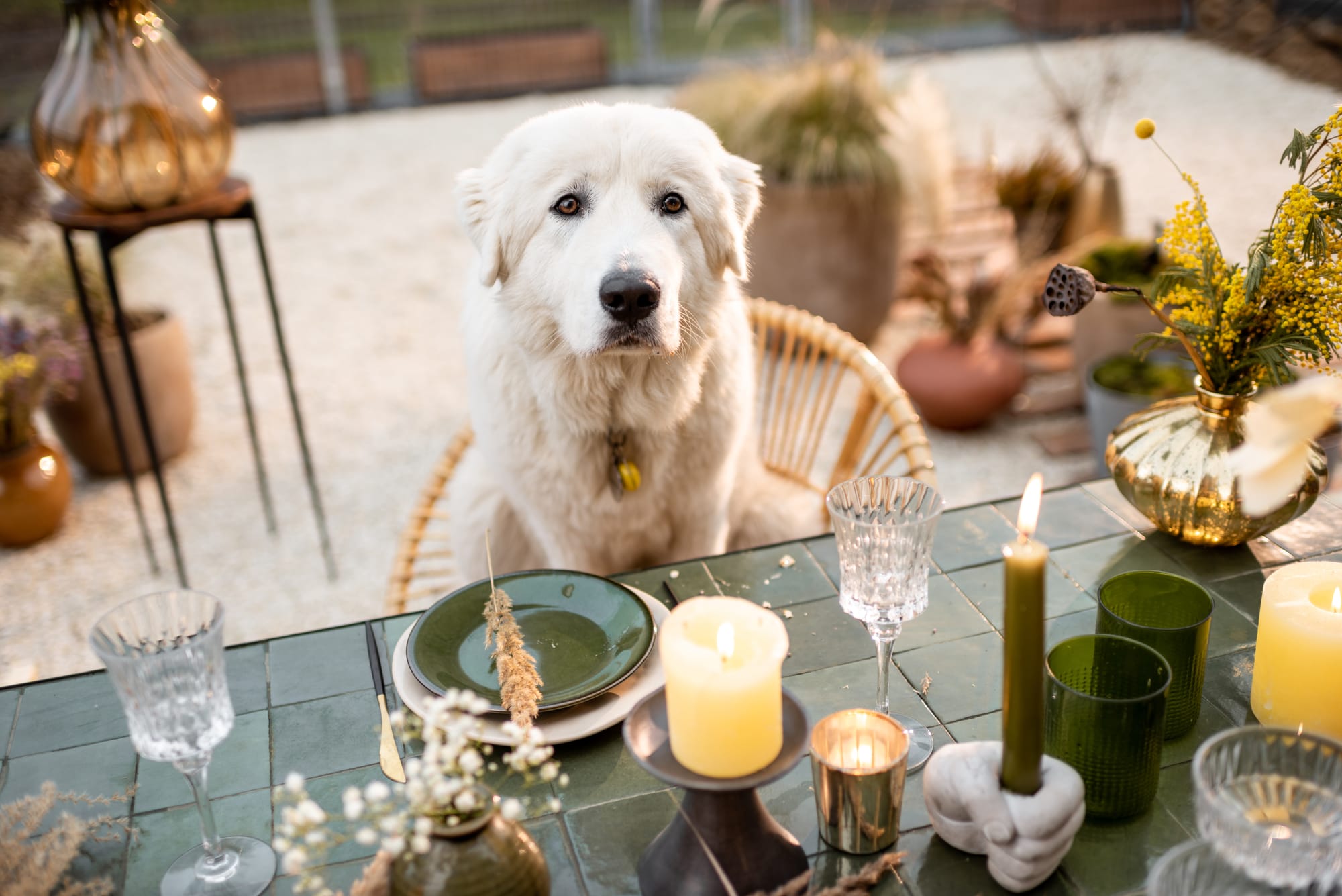Dog Safe Candles