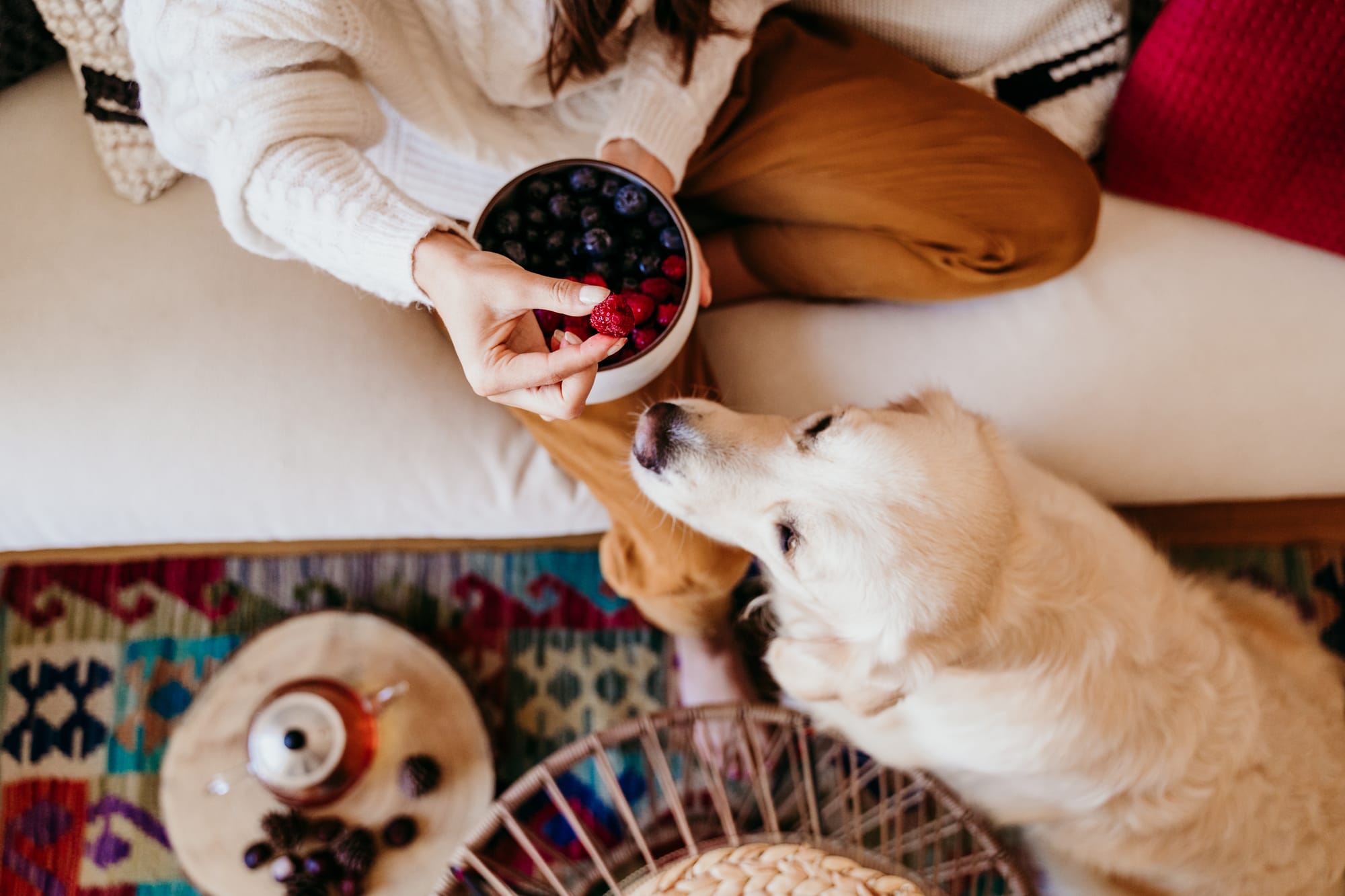Dog Superfoods