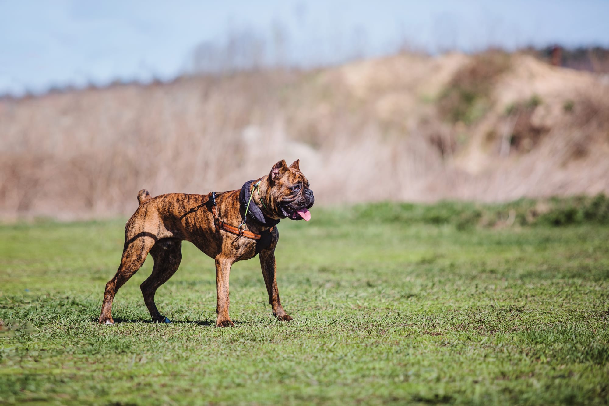 Presa Canario & Other Dogs
