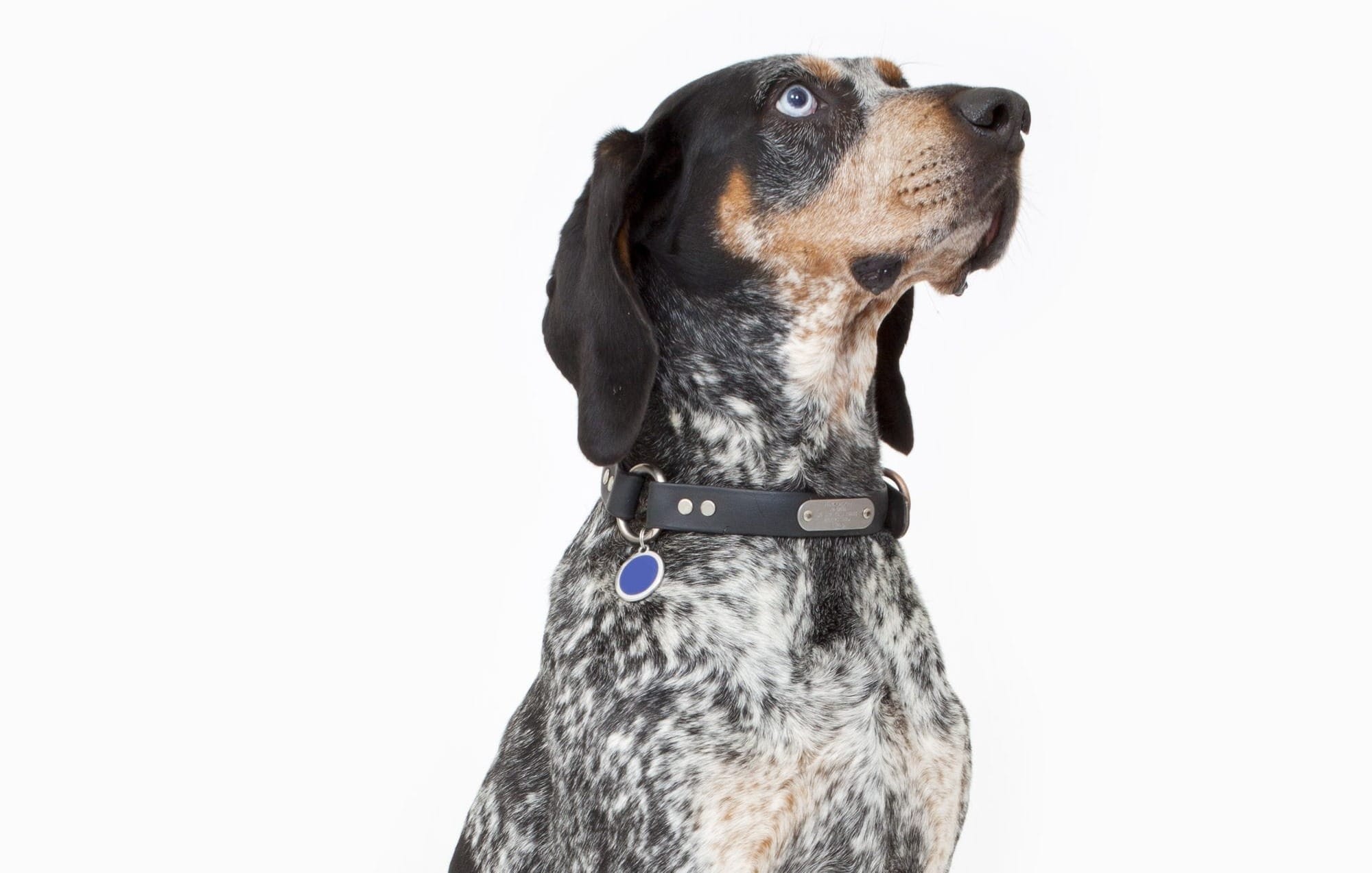 are bluetick coonhounds good hunting dogs