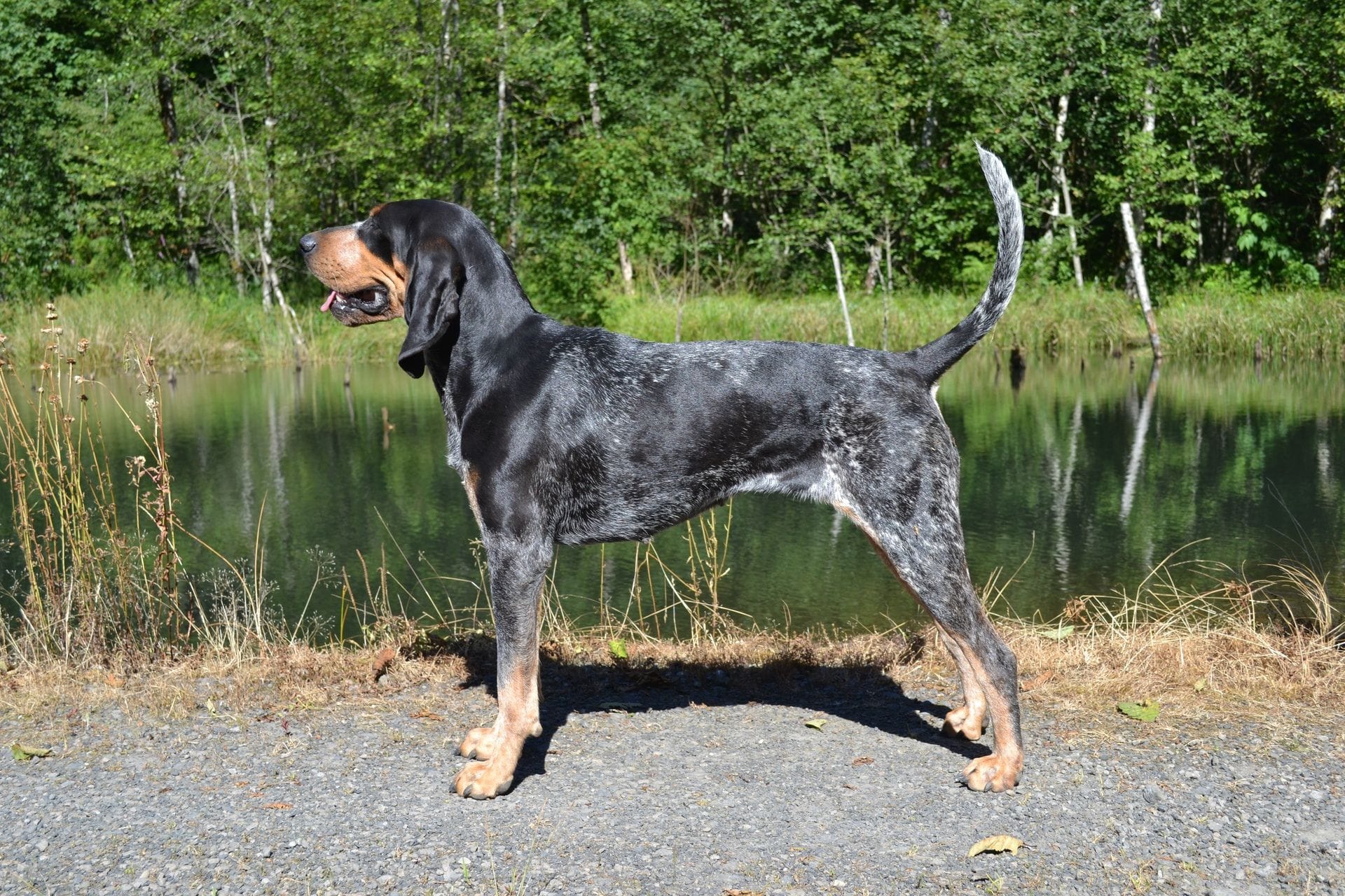 Are Bluetick Coonhounds Hypoallergenic