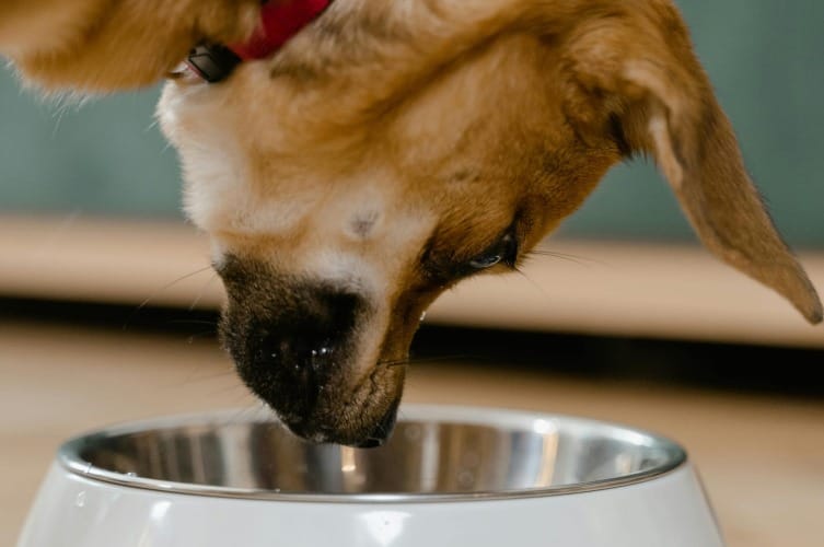 Food Dog Names