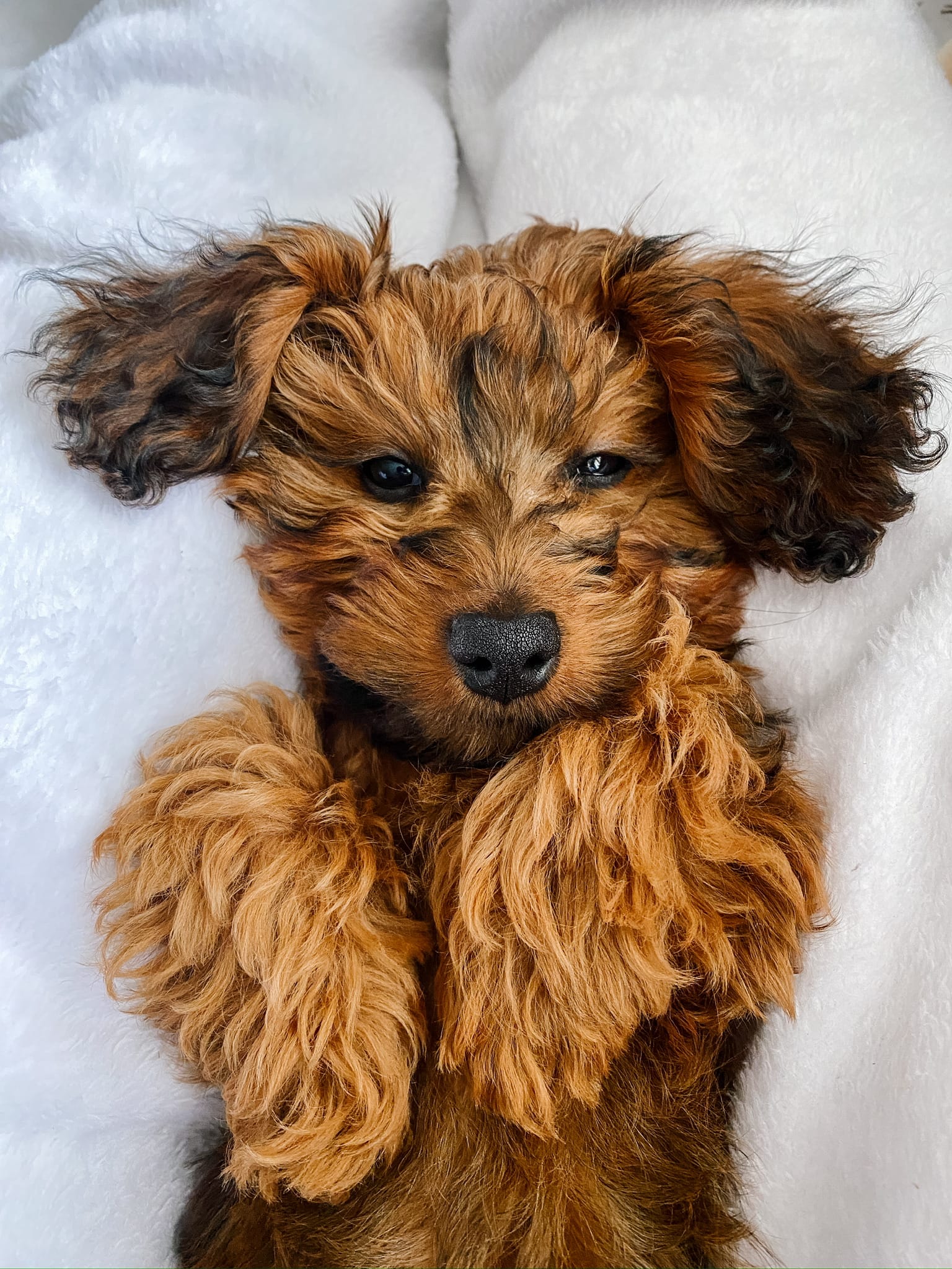 DOGFLUENCERS: Meet Chaos, The Pup Who Provides Your Daily Dose of Cuteness